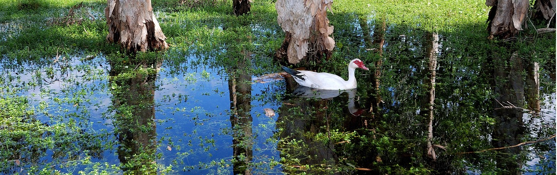 Ave en su medio natural, Cuba